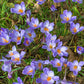 Crocus bleu