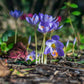 Crocus bleu