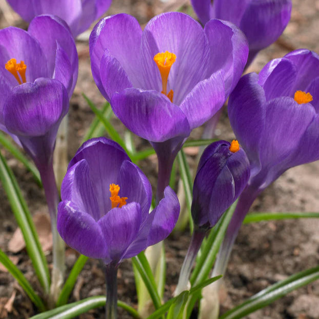 Crocus violet