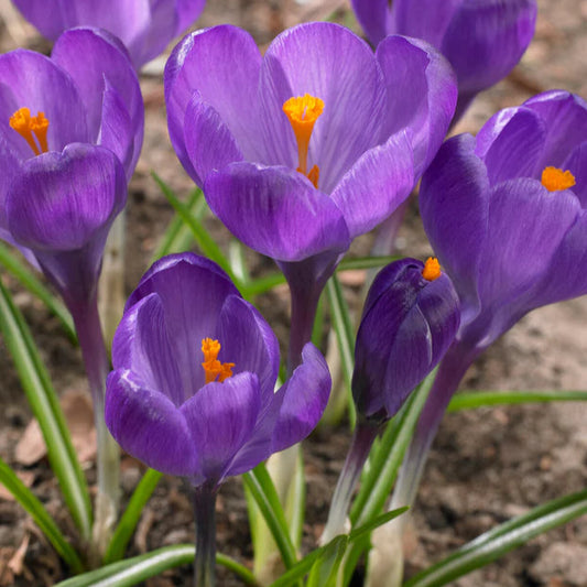 Crocus violet