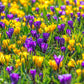 Crocus violet