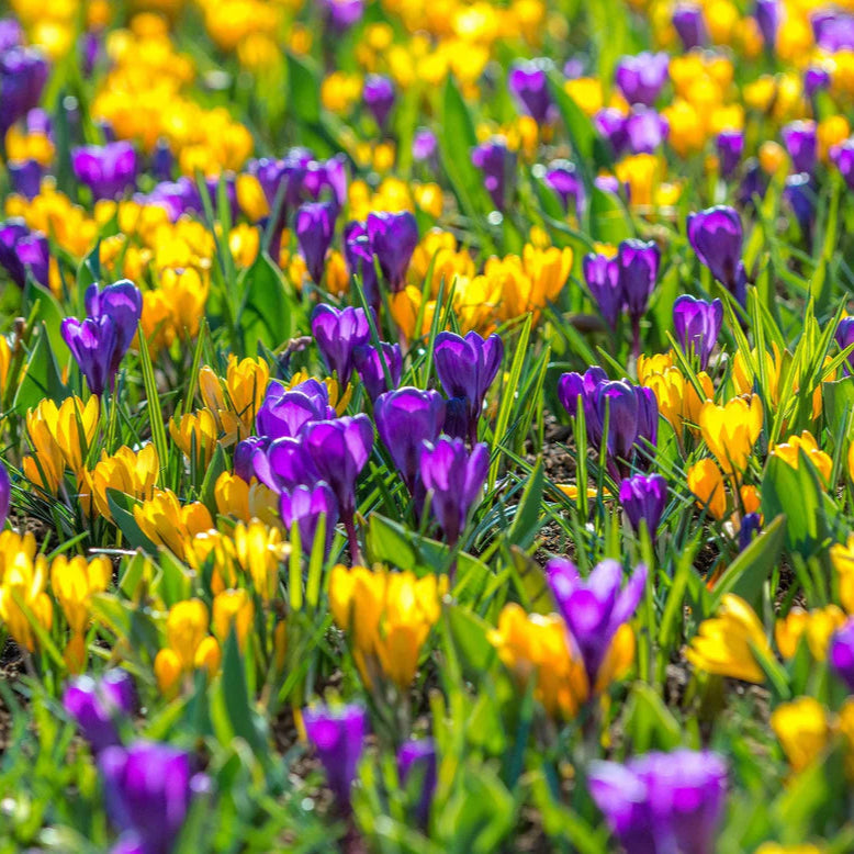 Crocus violet