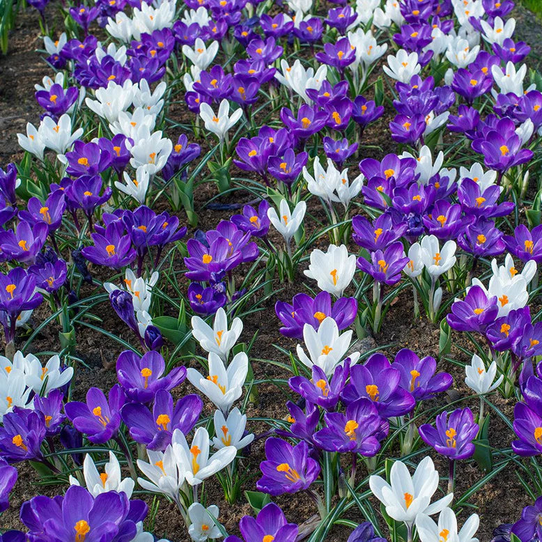 Crocus violet