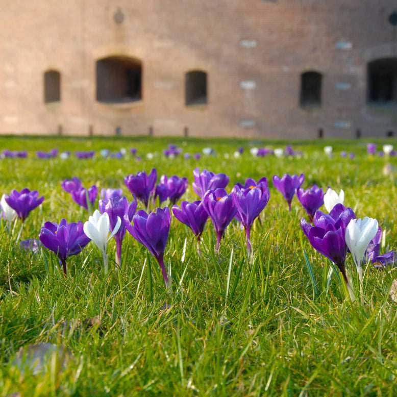 Crocus violet