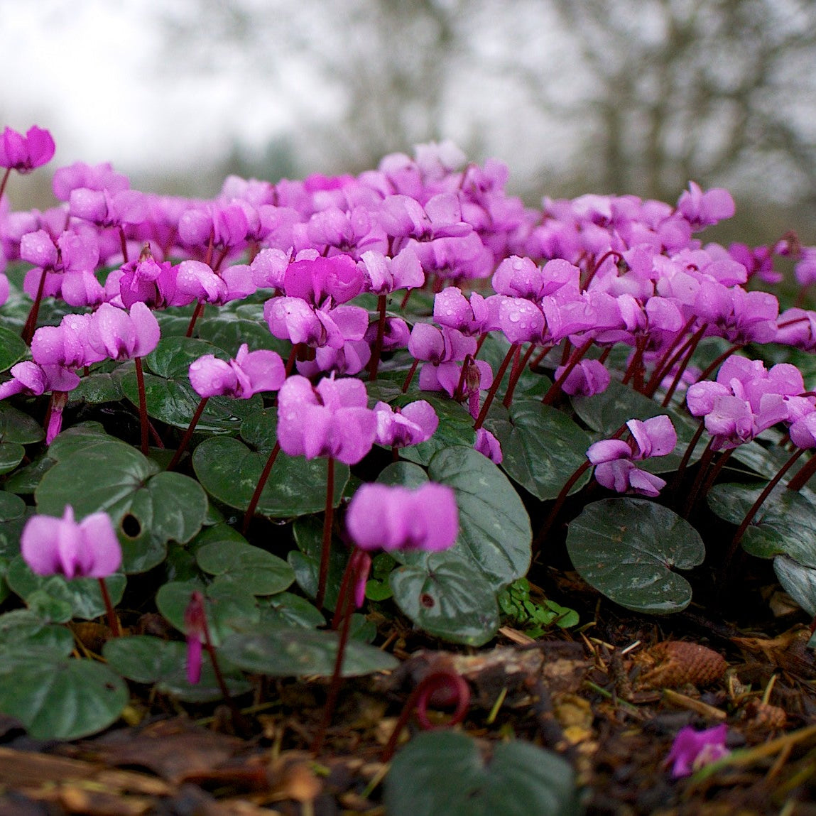 Cyclamen Coum Imagen