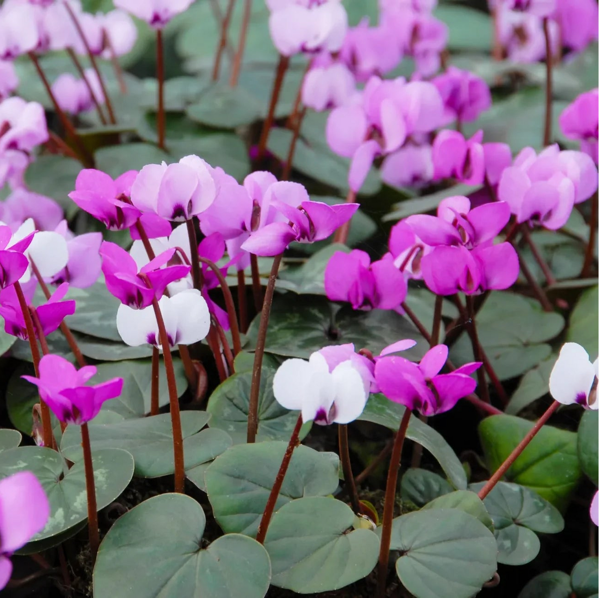 Cyclamen Coum