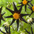 Dahlia-Honka-noir