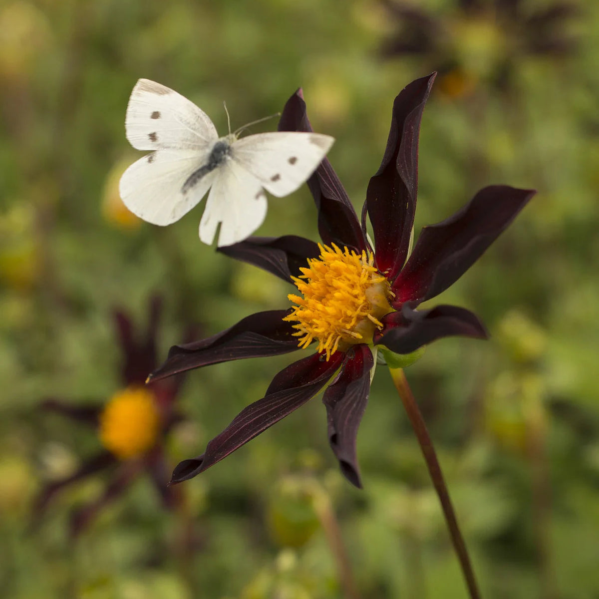 Dahlia-Honka-noir