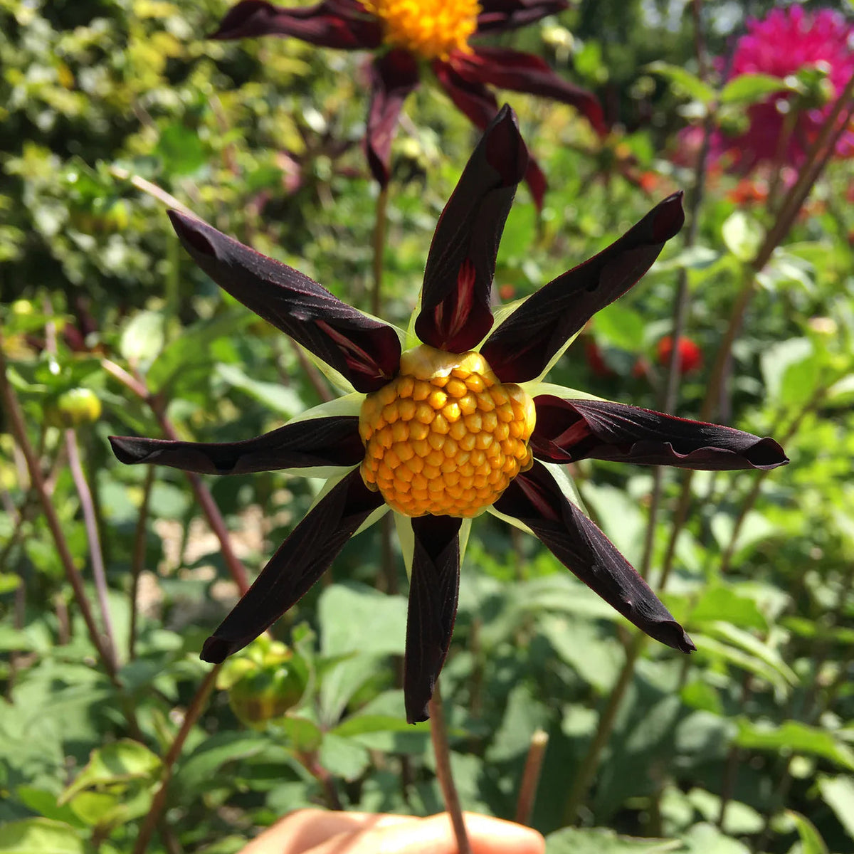 Dahlia-Honka-noir