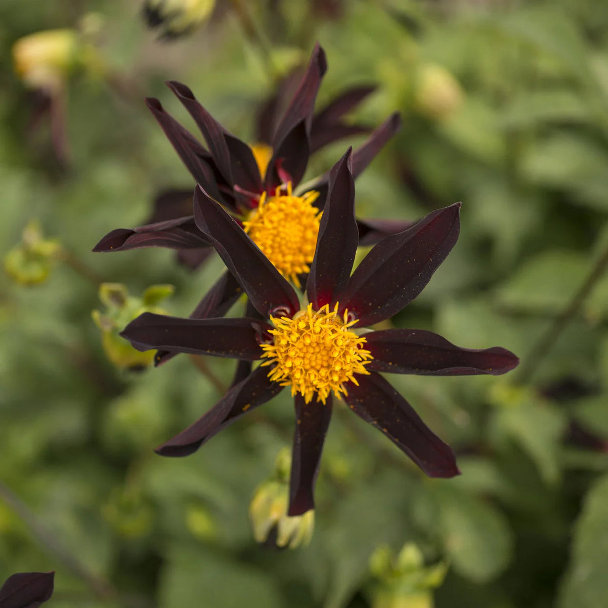 Dahlia-Honka-noir