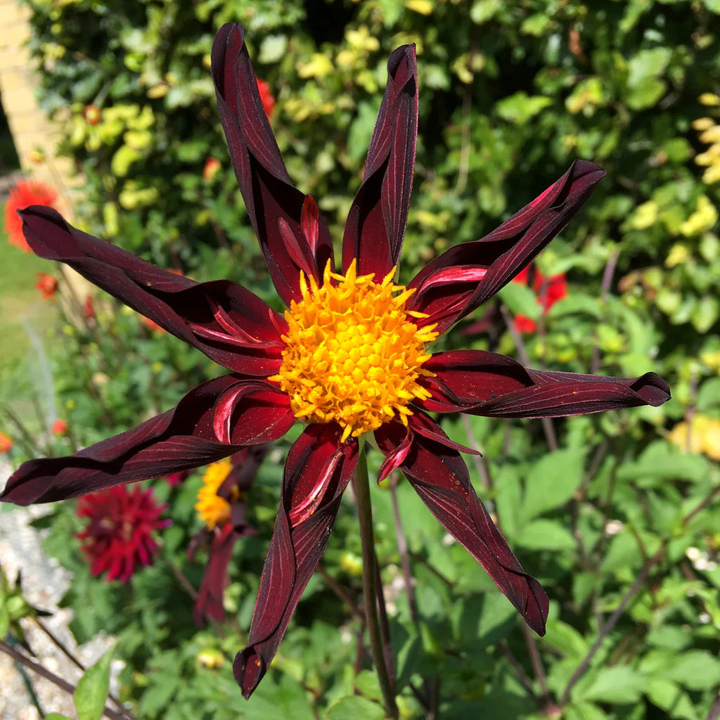 Dahlia-Honka-noir