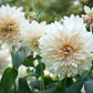 Dahlia Géant Blanc