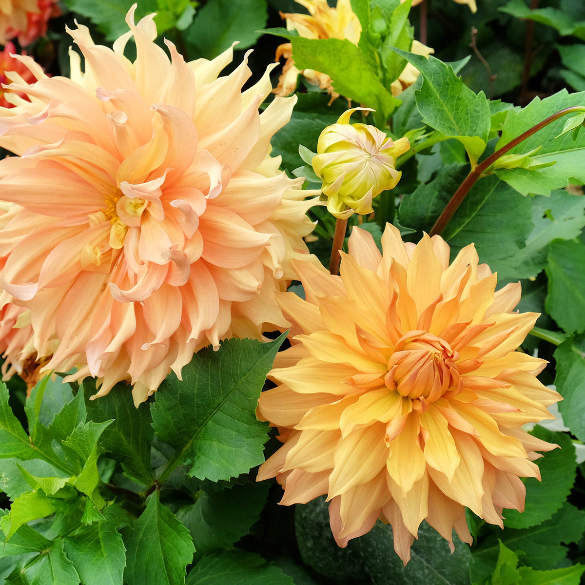 Dahlia Géant Orange
