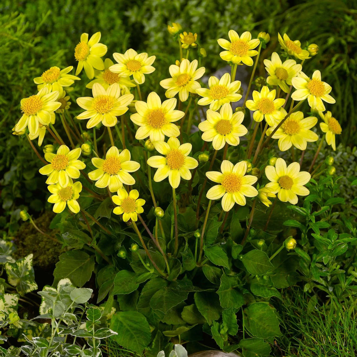 Dahlia Nain Jaune