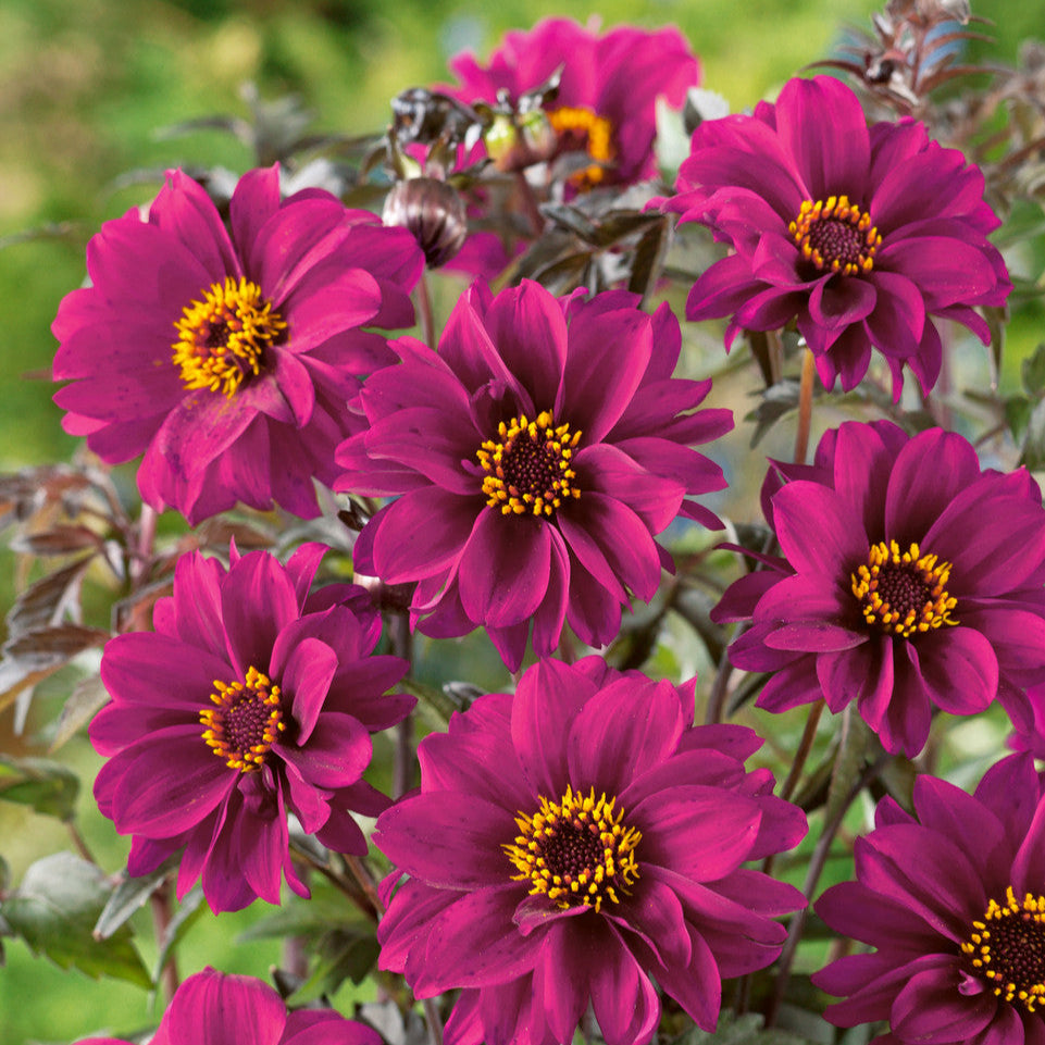 Dahlia Bishop Rose Fuchsia