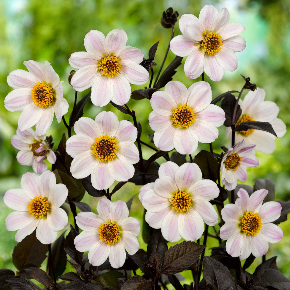 Dahlia Bishop Blanc
