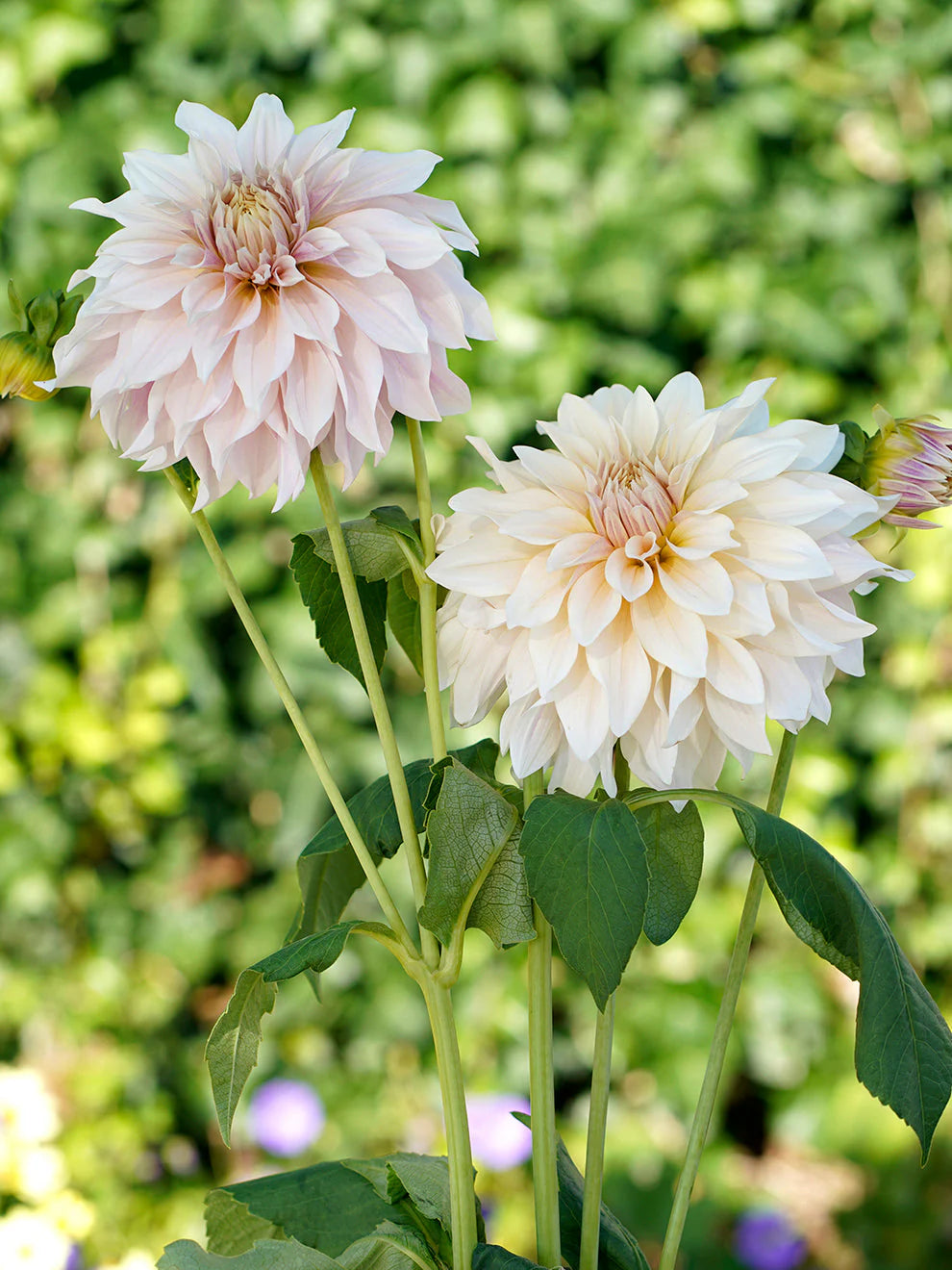 Dahlia Café au Lait