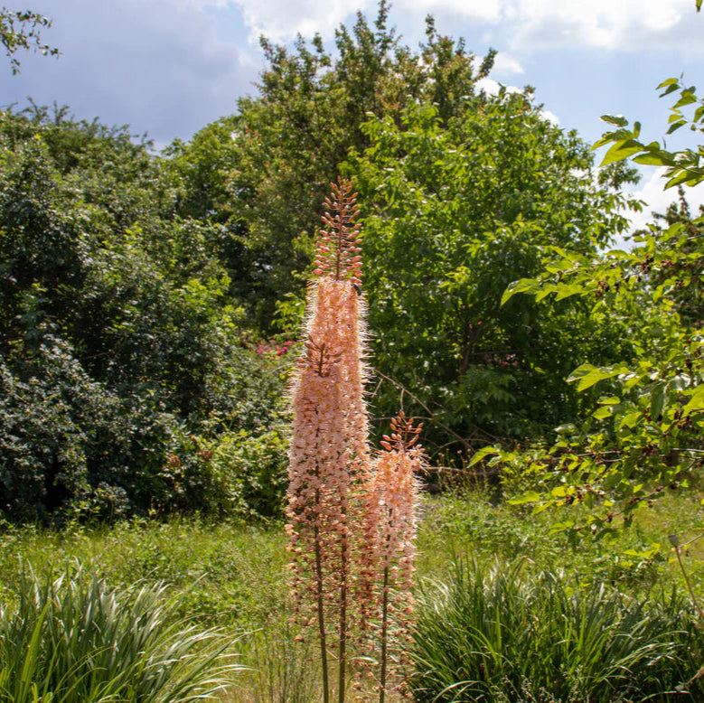 Eremurus robustus Imagen