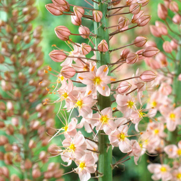 Eremurus robustus