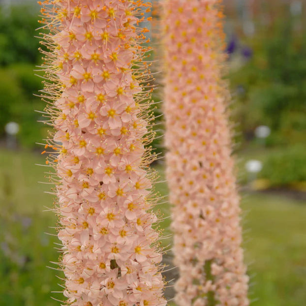 Eremurus robustus
