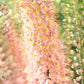 Eremurus robustus