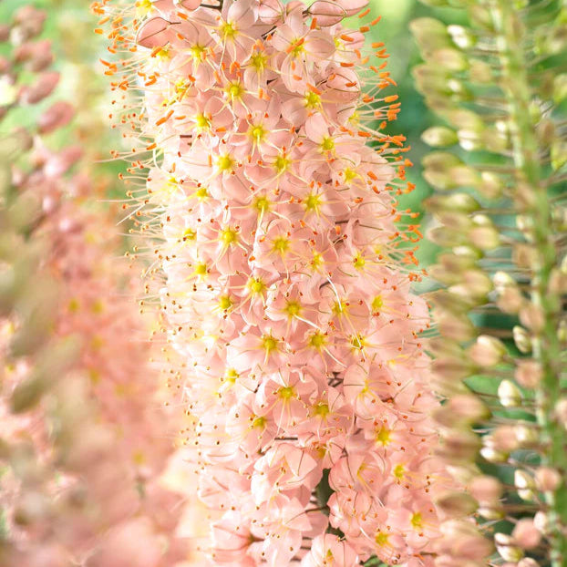 Eremurus robustus