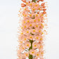 Eremurus robustus