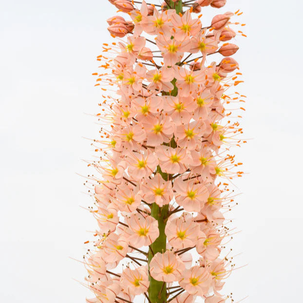 Eremurus robustus