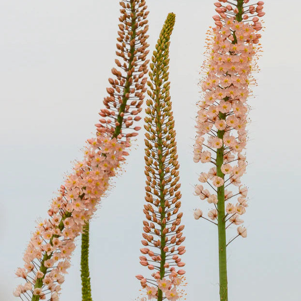 Eremurus robustus