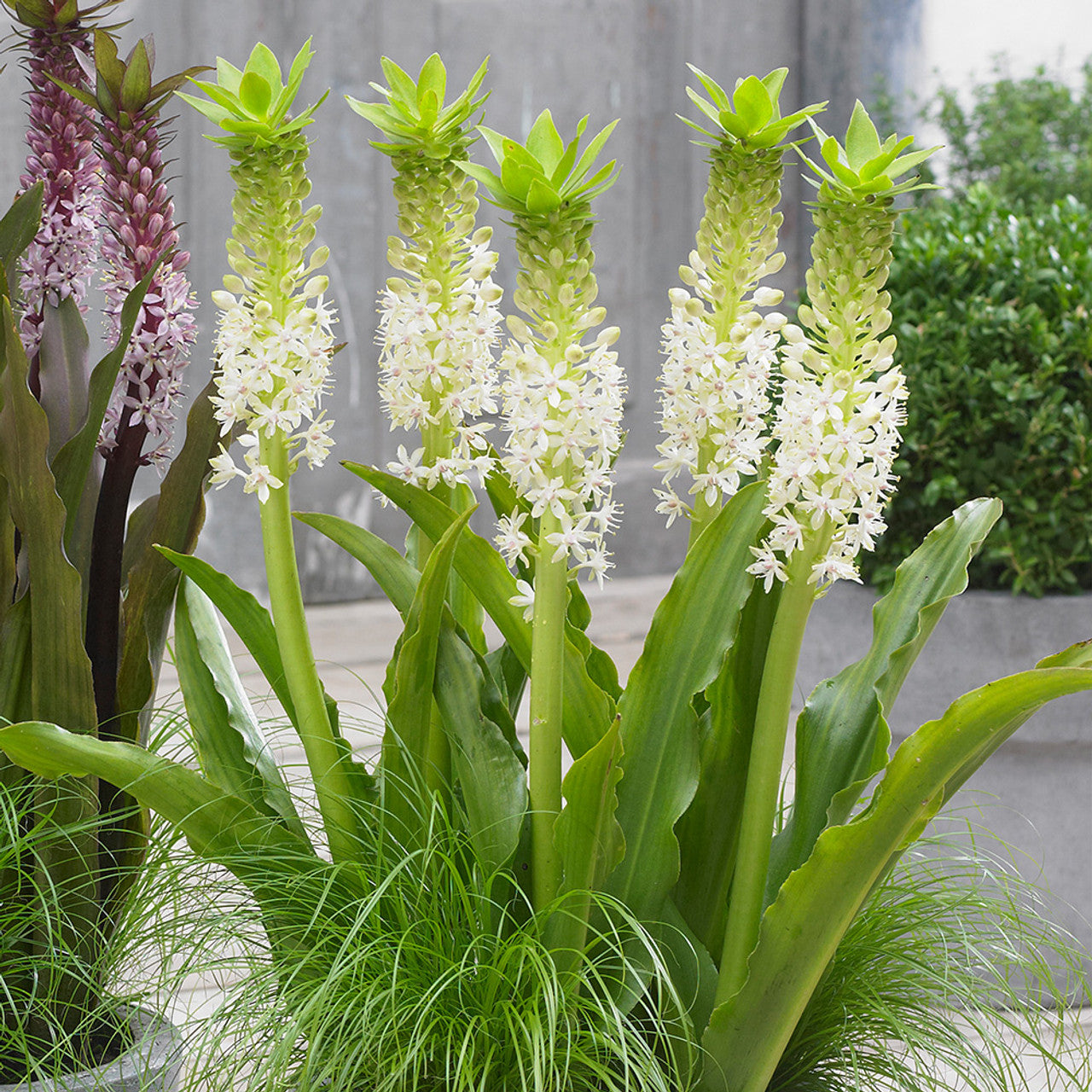 Eucomis Johannesburg Imagen