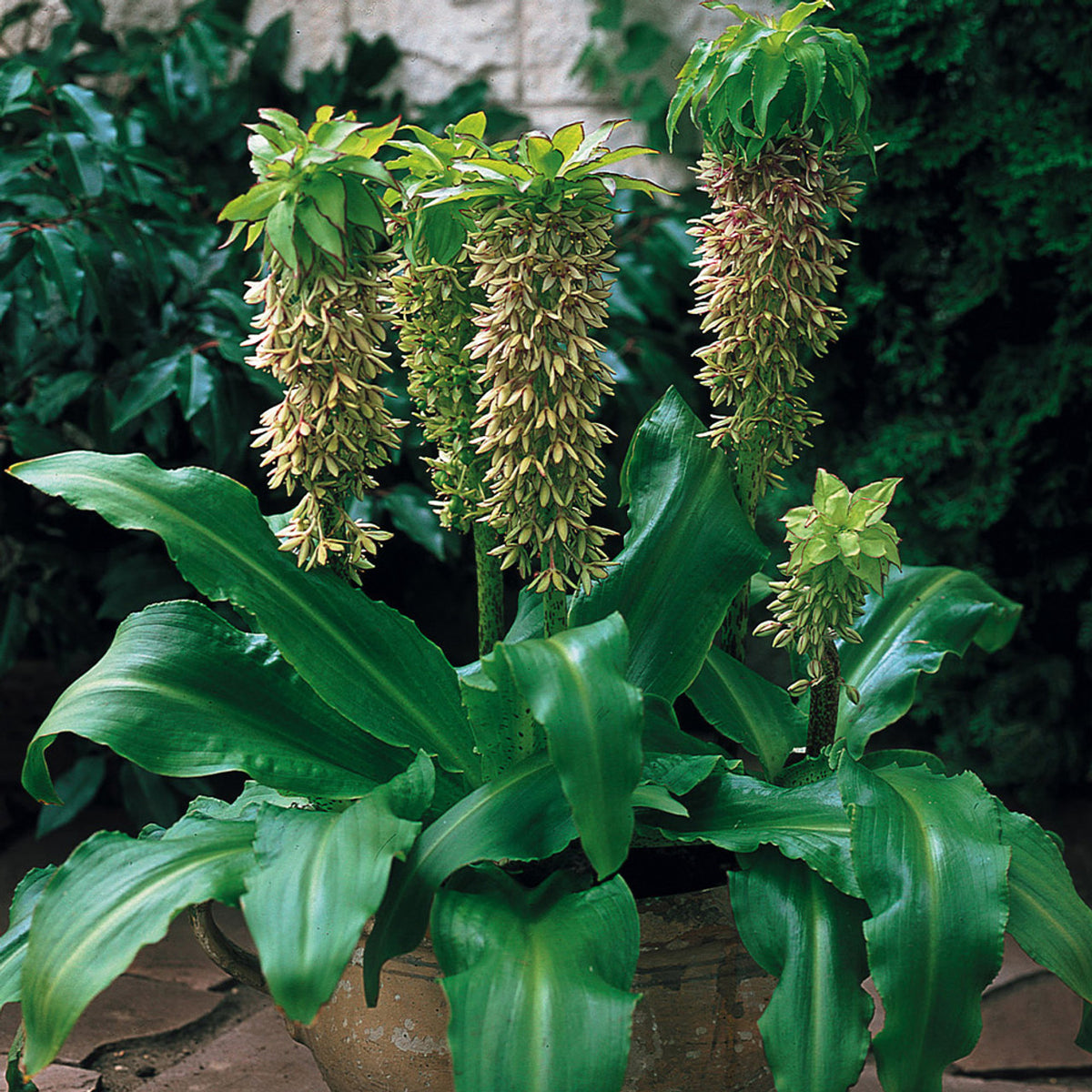 Eucomis Bicolor