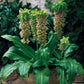 Eucomis Bicolor