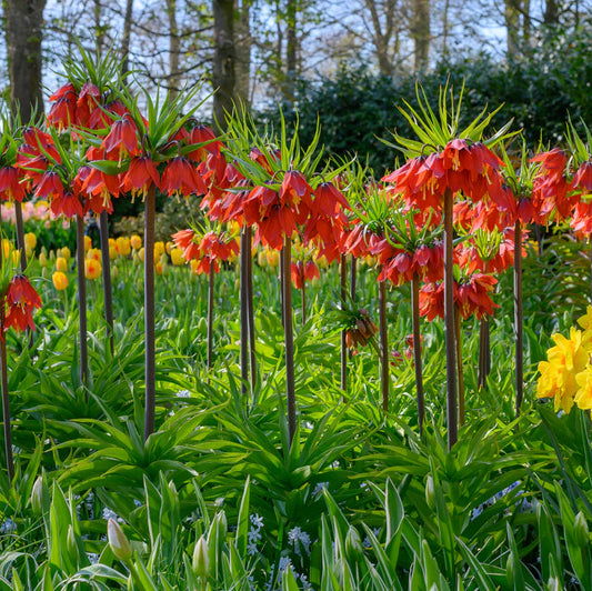 Fritillaire impériale rouge