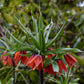 Fritillaire impériale rouge