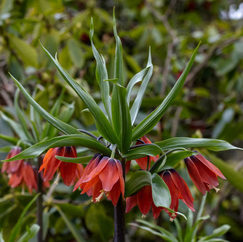 Fritillaire impériale rouge
