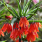 Fritillaire impériale rouge