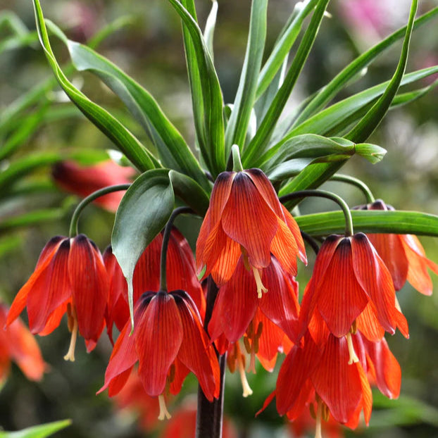 Fritillaire impériale rouge