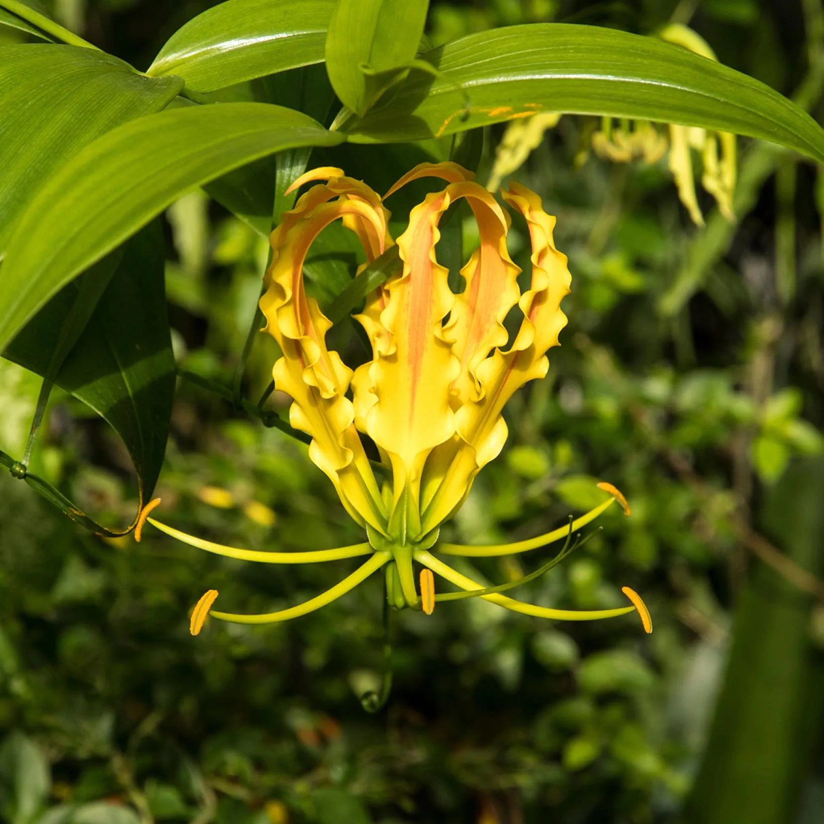Gloriosa Lutea Image