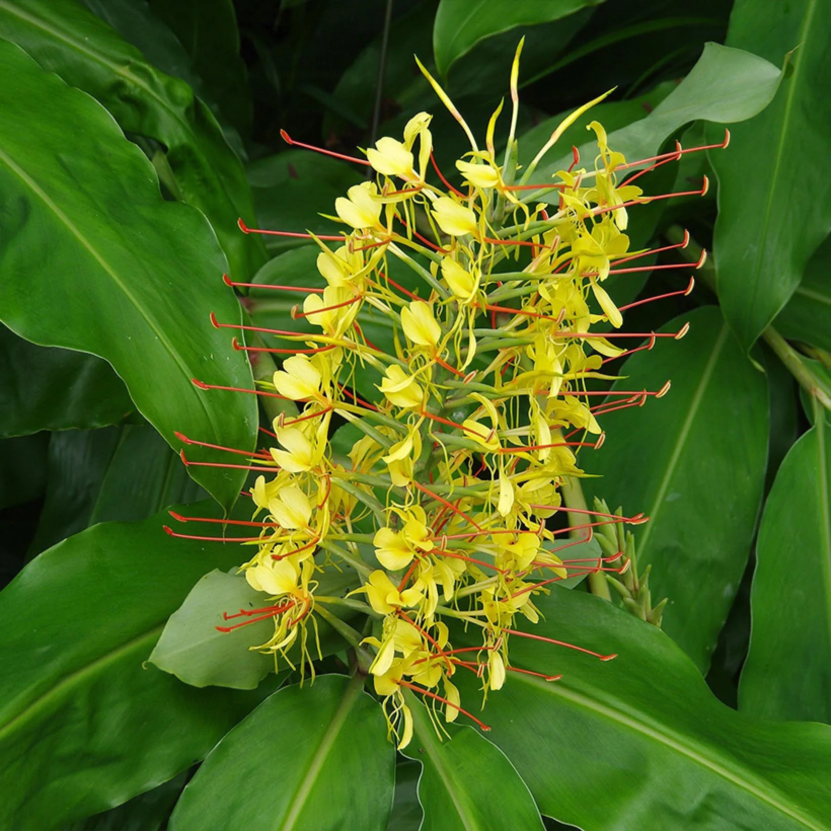 Hedychium Gardnerianum Image