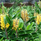 Hedychium Gardnerianum