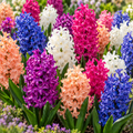Crocus rayados