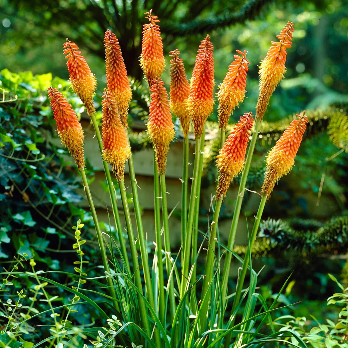 kniphofia torch lily