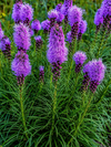 <strong>Liatris</strong>