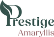 Prestige Amaryllis