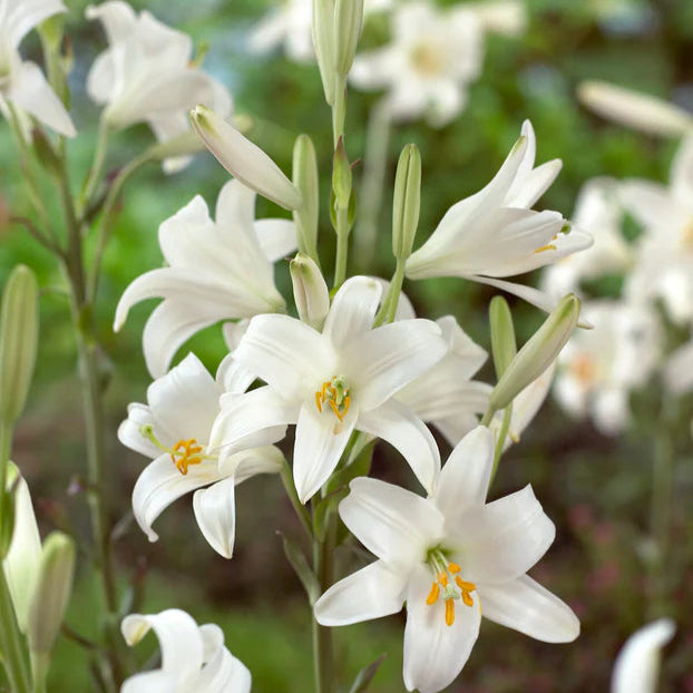 lys de la madone achat Image