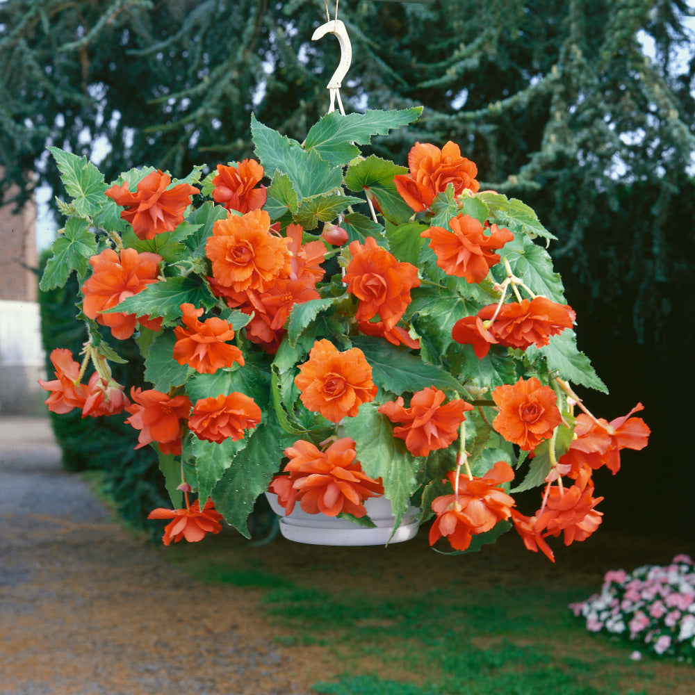 Bégonia Pendula Orange