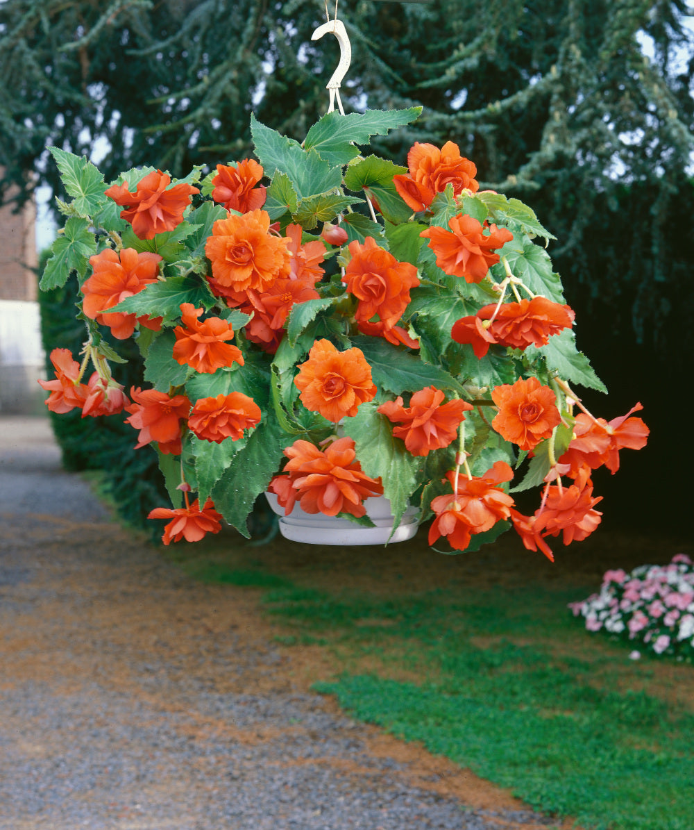 Bégonia Pendula Orange