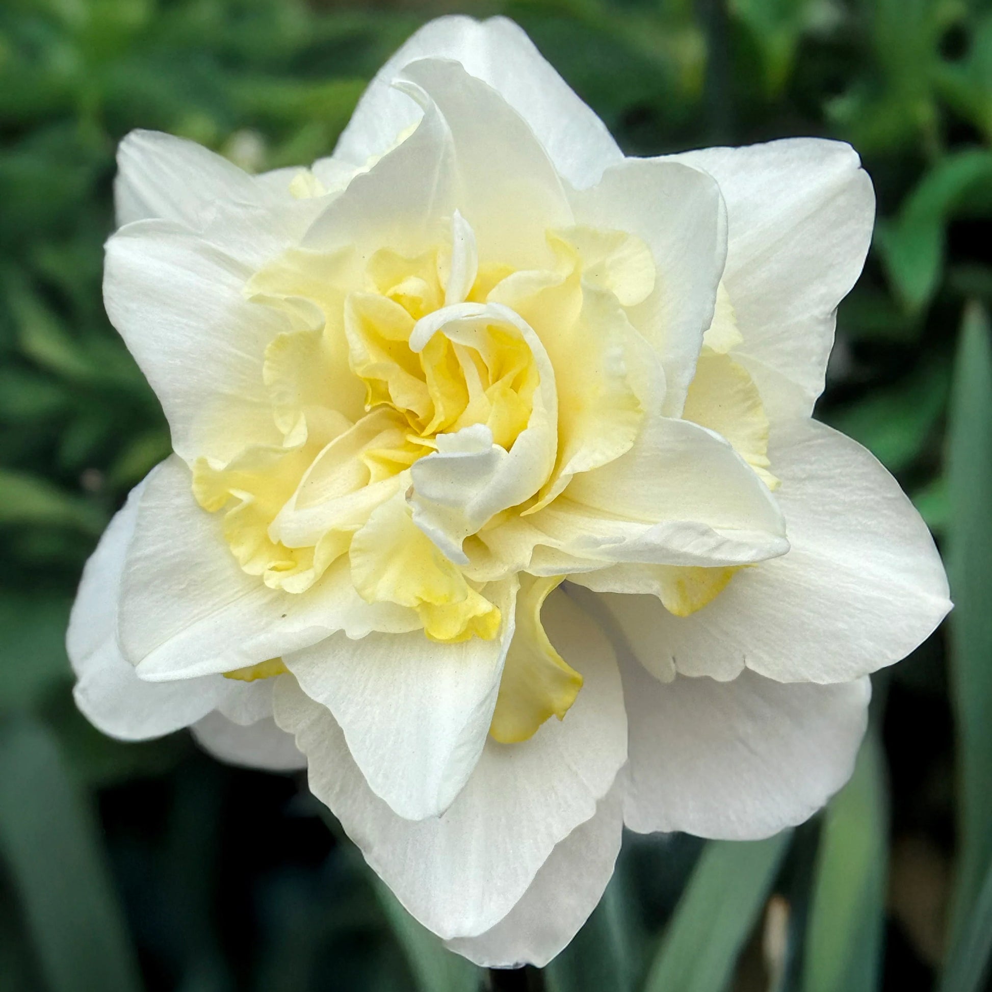 Narcisse double blanc