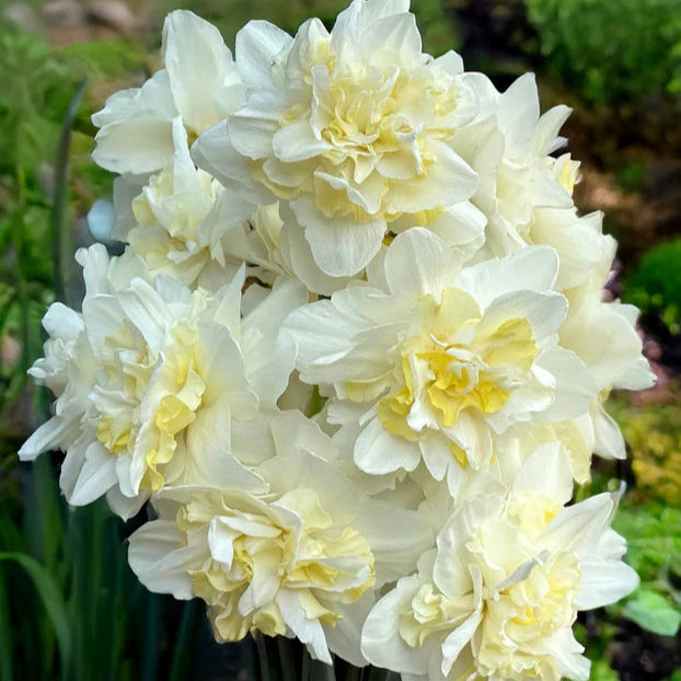 Narcisse double blanc
