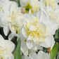 Narcisse double blanc